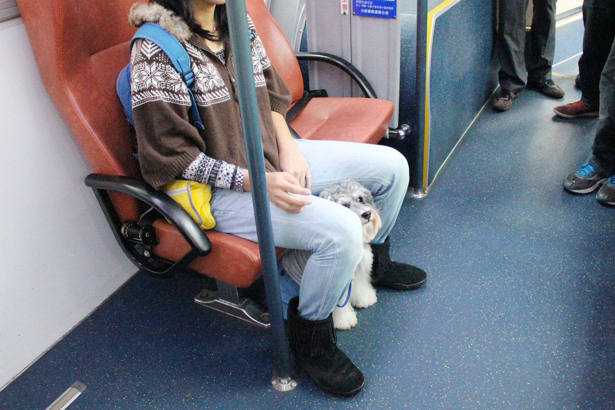 受到飼主熱烈迴響的台北市狗狗友善公車,第一週的成績如何呢? 資料照(李娉婷/攝)