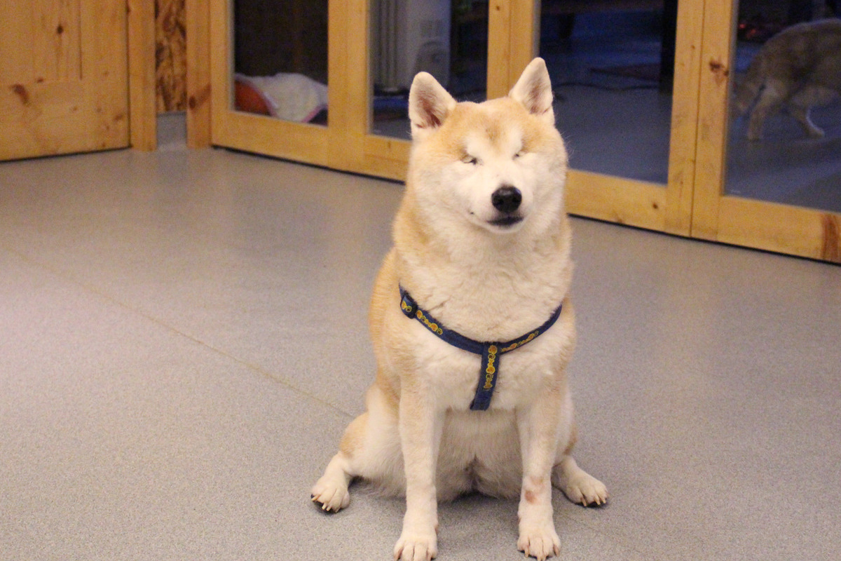 Kula因為近親繁殖,在年輕的時候就雙眼失明,不過行動自如一點也看不出來! 何宜/攝