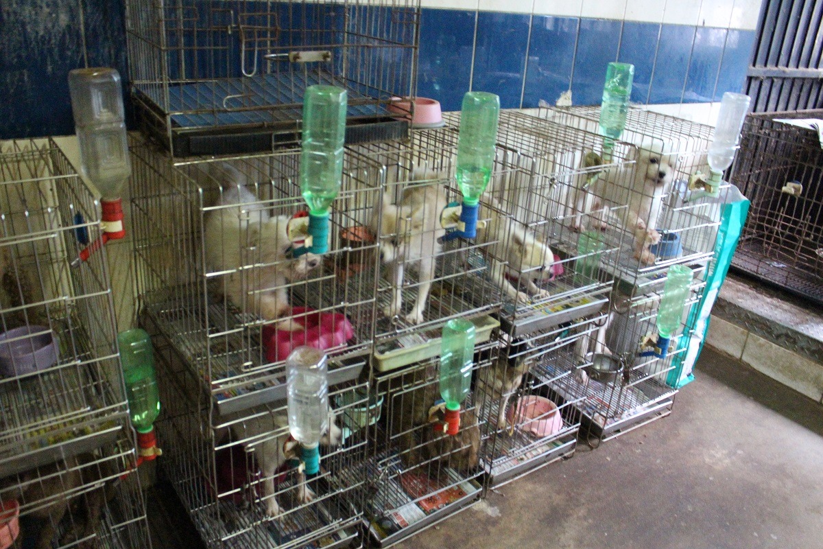 稽查特定寵物業是動物保護業務績效評鑑的其中一項。　台灣動物新聞網資料照（李娉婷/攝）