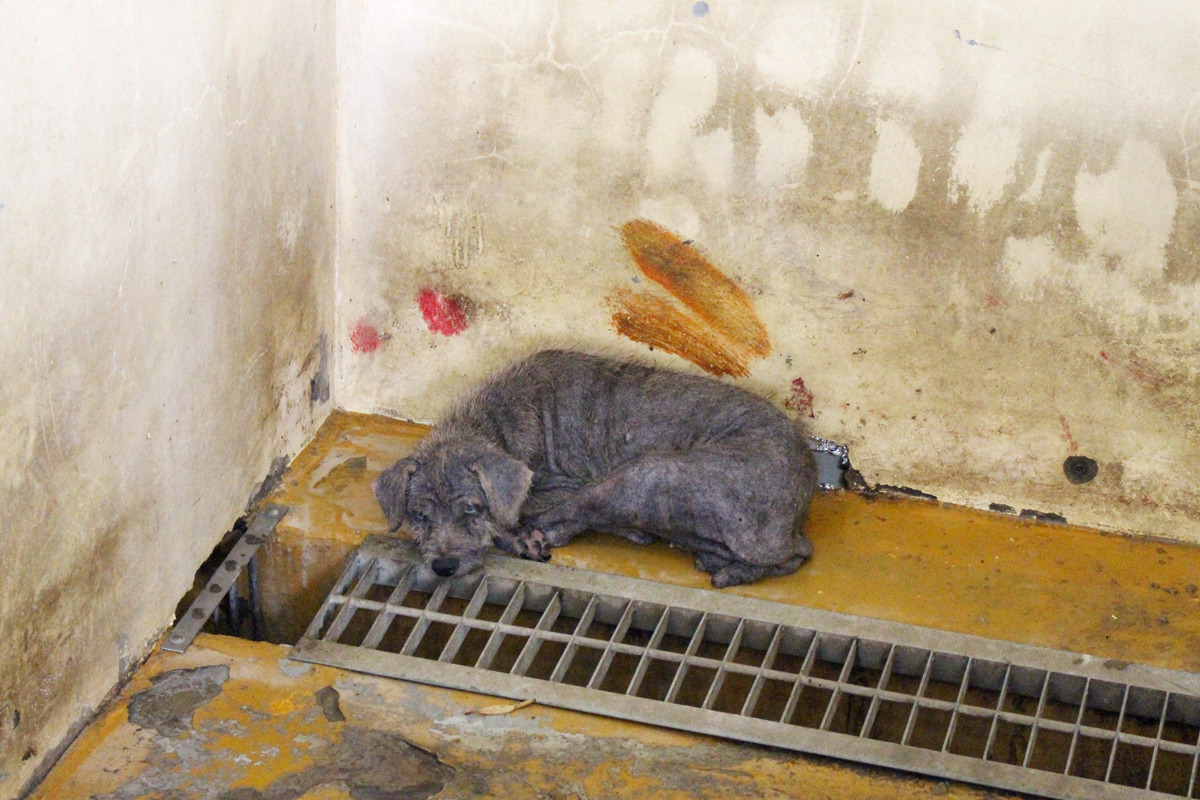動物的生存意志也是安樂死評估的一項重要指標，如果動物已經痛苦到不吃不喝，那勉強牠苟延殘喘的活著，會不會是另外一種虐待？   示意圖（何宜/攝）