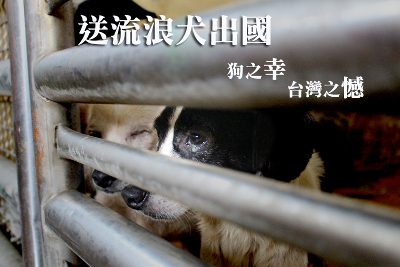 將流浪狗送往國外，對狗狗來說是幸運，對台灣來說卻是種遺憾。　何宜/攝