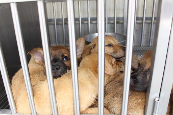 台中動保處統計，去年安樂死的幼犬幾乎全是罹患腸炎所致，而成犬多是急難救助，也有些是飼主不擬續養的。   示意圖（何宜/攝）