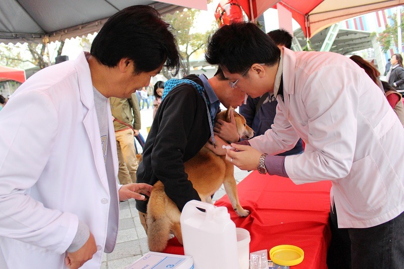 楊靜宇醫師(圖左)表示,應當建置寵物「活」血庫,他並叮嚀飼主平時就要幫狗狗做好各項疾病的預防。此為示意圖。 何宜/攝