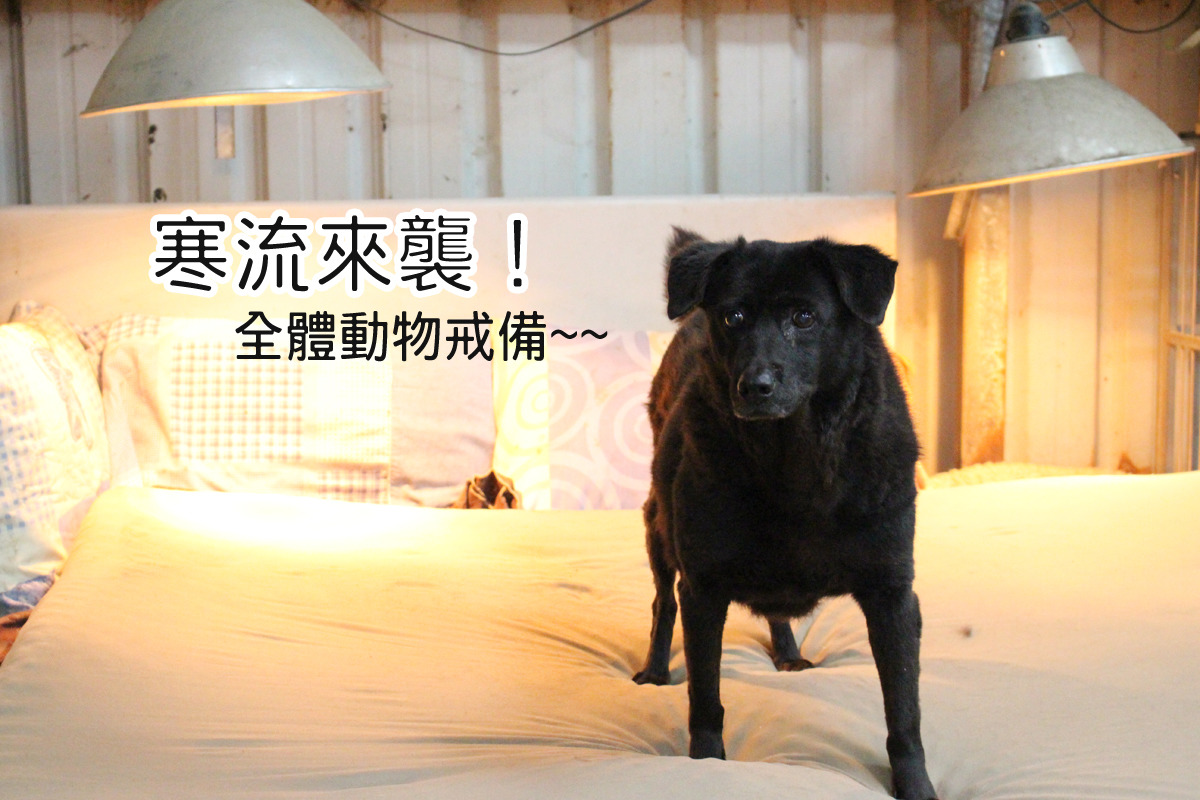 APA保育場也備有保溫燈，狗狗們不怕寒流來襲！　台灣動物新聞網資料照（李娉婷/攝）