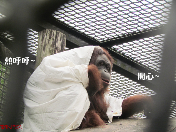 屏科大保育類野生動物收容中心裡的紅毛猩猩，已經迫不及待的披上棉被禦寒。　屏科大野生動物收容中心/提供