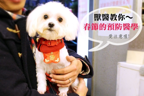 帶著紅包的馬爾濟斯提醒飼主,春節要注意寵物的身體健康喔! 何宜/攝