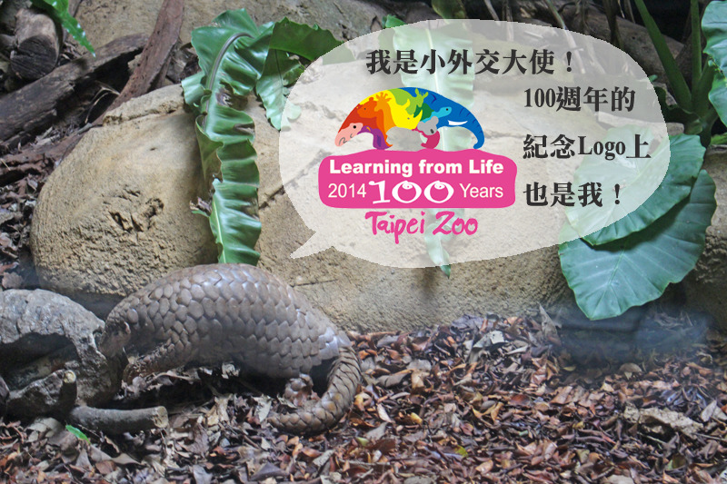 穿山甲肩負動物園間交流的責任,儼然是小小動物大使。 李娉婷/攝、何宜/設計對白