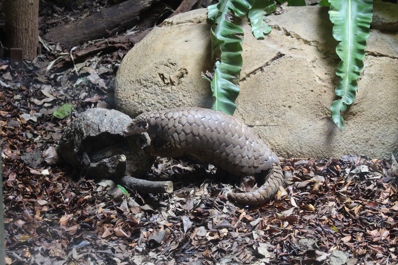 香港網友Alex A.在連署平台上要求中國在明年南非成員國大會，支持將所有品種的穿山甲都列入CITES I當中。此為示意圖　李娉婷/攝