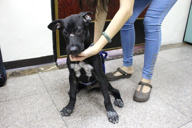 周小姐拾獲小黑狗，好心地在網路上替牠找主人，沒想到小黑狗卻有晶片，但主人一直聯絡不到，究竟該怎麼解決？（小黑狗嘴上脫毛在拾獲時就有）　何宜/攝