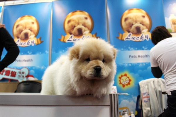 弟弟3個月大，還沒打完預防針，所以大家只能看不能摸喔！　何宜/攝