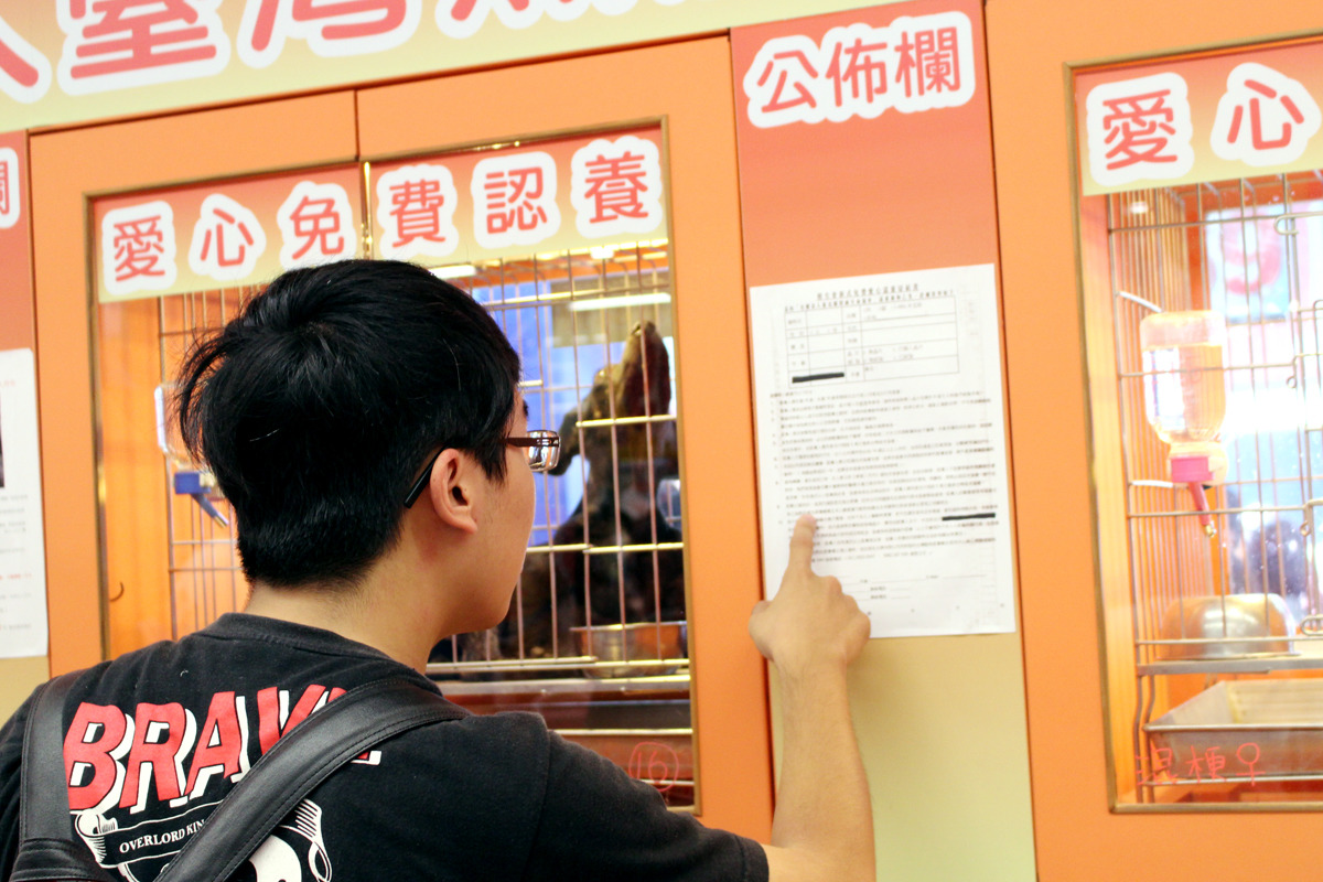 目前已經有許多寵物店家都停止販賣品犬幼犬貓，改成協助送養米克斯或浪浪。　何宜/攝