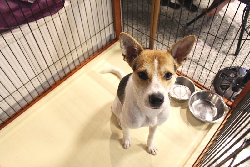 現在有越來越多飼主選擇給寵物食用生肉食品，希望政府可以在前頭替所有消費者和寵物做好把關，確實做好檢查。示意圖　何宜/攝