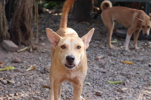 2015年各縣市由政府出面帶頭堆動TNVR，雖成效有所不同，但仍算是跨出重要的一步。　台灣動物新聞網資料照(李娉婷/攝)