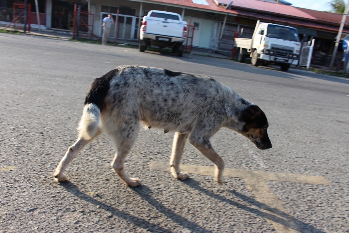 雖然政府與民間街頭入大量金錢及人力從事流浪動物絕育,但絕育速度永遠改不上生育速度,因而每年都會捕捉將近10萬頭的流浪動物。此為示意圖。 李娉婷/攝