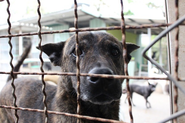 零安樂開始倒數，各縣市收容所準備好了嗎？ 示意圖（何宜/攝）