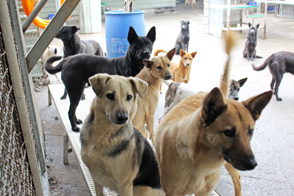 公立收容所認領養數字破百?台北市動保處喊冤。(此圖為示意圖、非公立收容所。) 何宜/攝