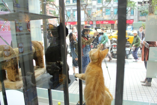 寵物用品店和寵物美容店的櫥窗內只有送養的流浪貓狗,而沒有販售的動物,台灣寵物業者令人刮目相看。 何宜/攝