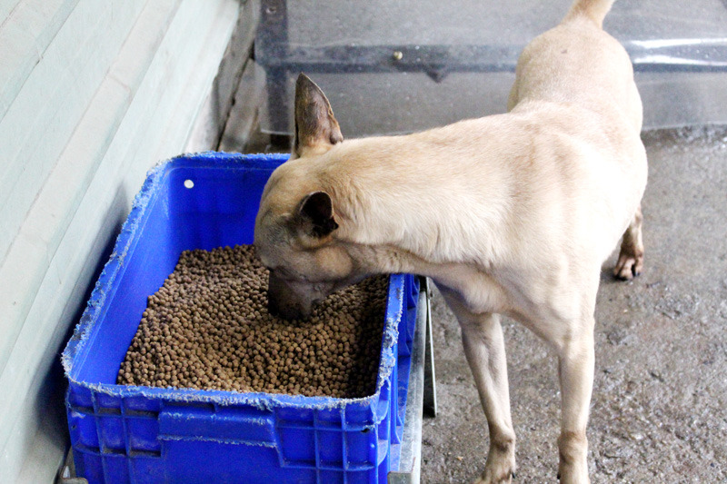 台灣歷年曾發生大規模飼料中毒案件，中華民國保護動物協會秘書長黃慶榮表示，殘留物質含量極高會造成急性中毒致命，但若只是稍微超標，雖不會馬上死亡、但會造成肝硬化慢性中毒。此為示意圖。　何宜/攝