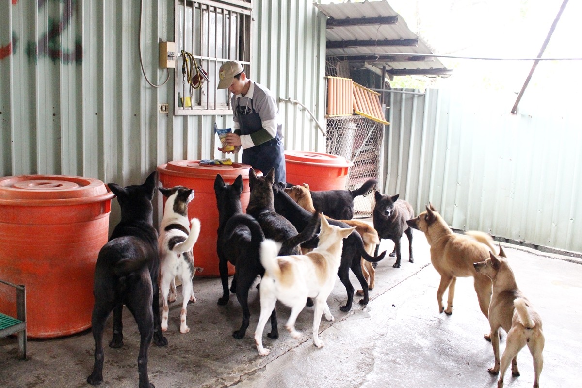 APA目前在八里設有保育場,有專職的保育員照顧每一隻從公立收容所拯救出來的狗兒,APA也希望台灣將來能不再有流浪狗。 台灣動物新聞網資料照(何宜/攝)