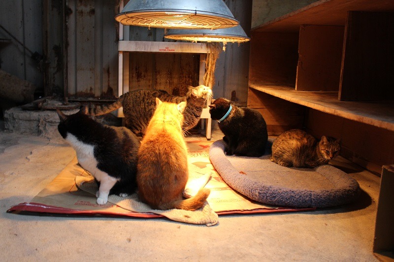 天氣寒冷，寵物跟人一樣容易引起心血管疾病，飼主需要多加注意！　台灣動物新聞網資料照（何宜/攝）