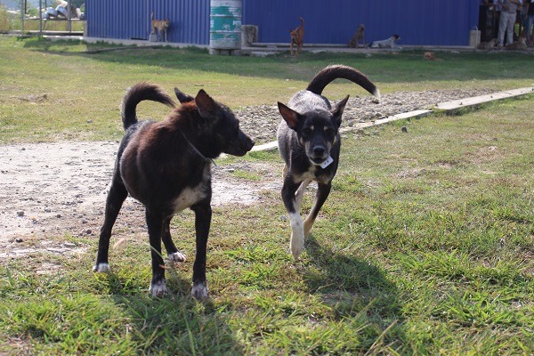 新北高灘處與動保團體合作執行TNVR，將打造友善流浪動物園區！此為示意圖。　李娉婷/攝