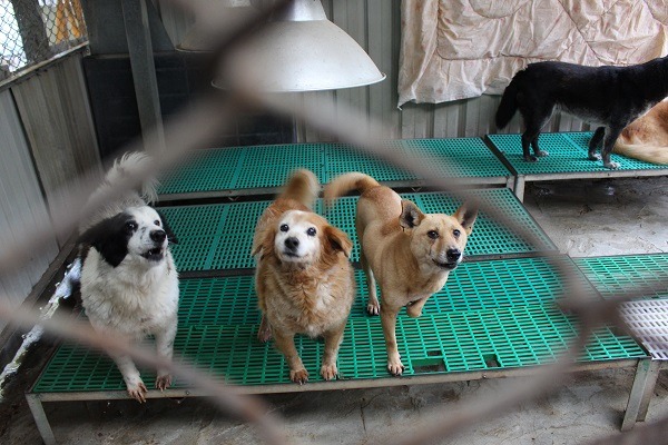 農委會將在2年後實施零安樂,期間將會改善現有收容所硬體設施,並增列相關專業人力,希望能讓收容所內的動物有更好的動物福利。(此為示意圖) 何宜/攝