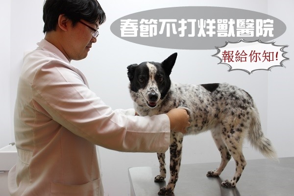 毛爸媽春節需要準備一份不打烊動物醫院名單，以防寵物需要看病。　何宜/攝