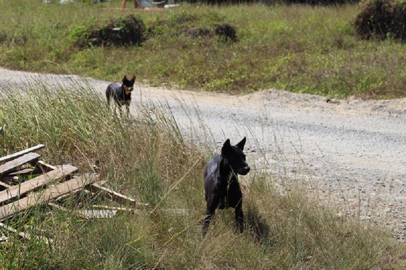 發動1,000位獸醫師投入全面短期密集絕育的行動,也只需75天就能達成90%以上的絕育率。而每頭手術費用平均需要1,000元換算,需要7.5億元。此為示意圖。 李娉婷/攝