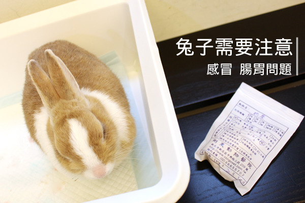 非犬貓動物醫院最大宗的病人就是兔子，兔奴們春節期間要注意兔子容易產生呼吸道、消化道的問題，以及對鞭炮聲恐懼。　何宜/攝