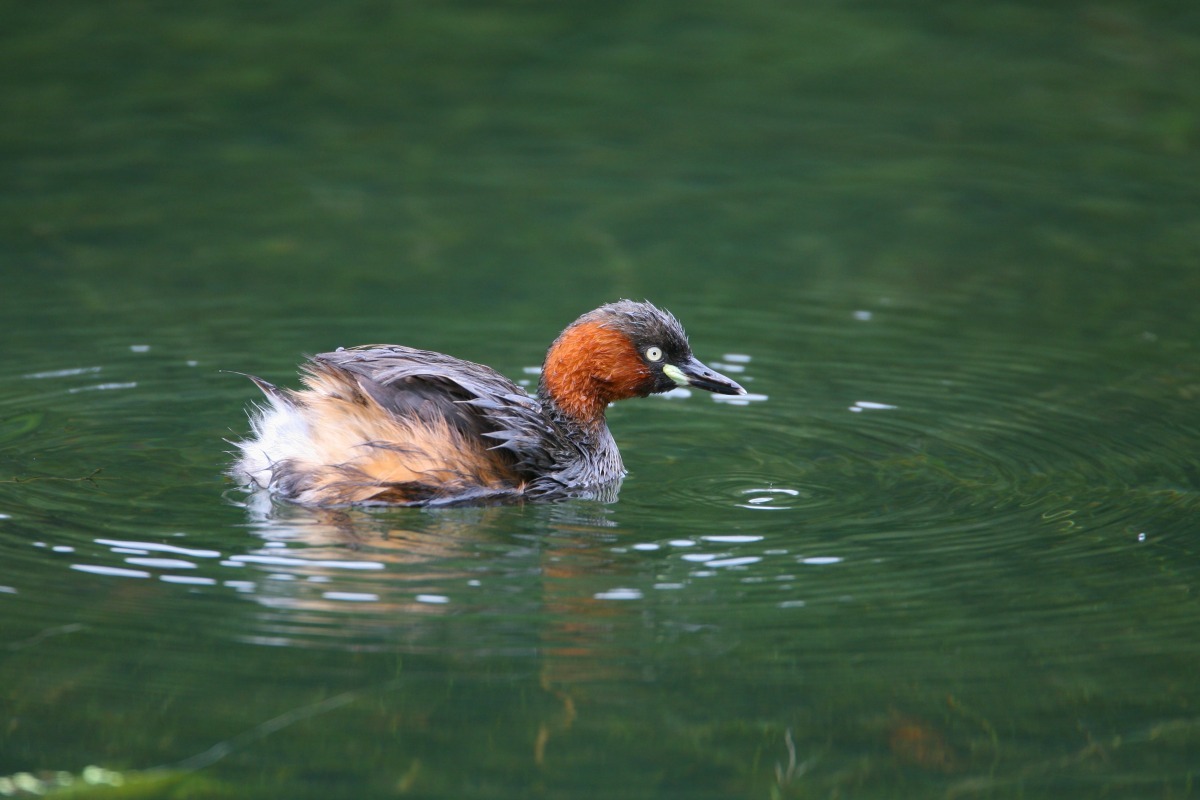 留鳥小鷿鷉! 陳王時/攝
