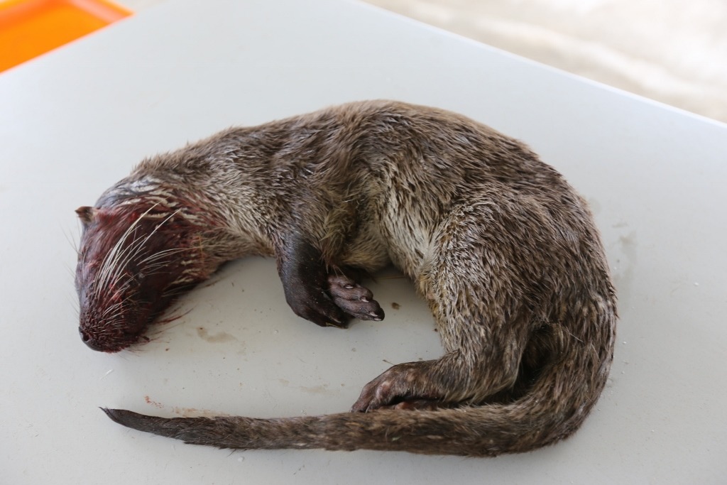 前天金門陽明湖又傳出有隻亞成年的歐亞水獺遭路殺。　金門縣政府/提供