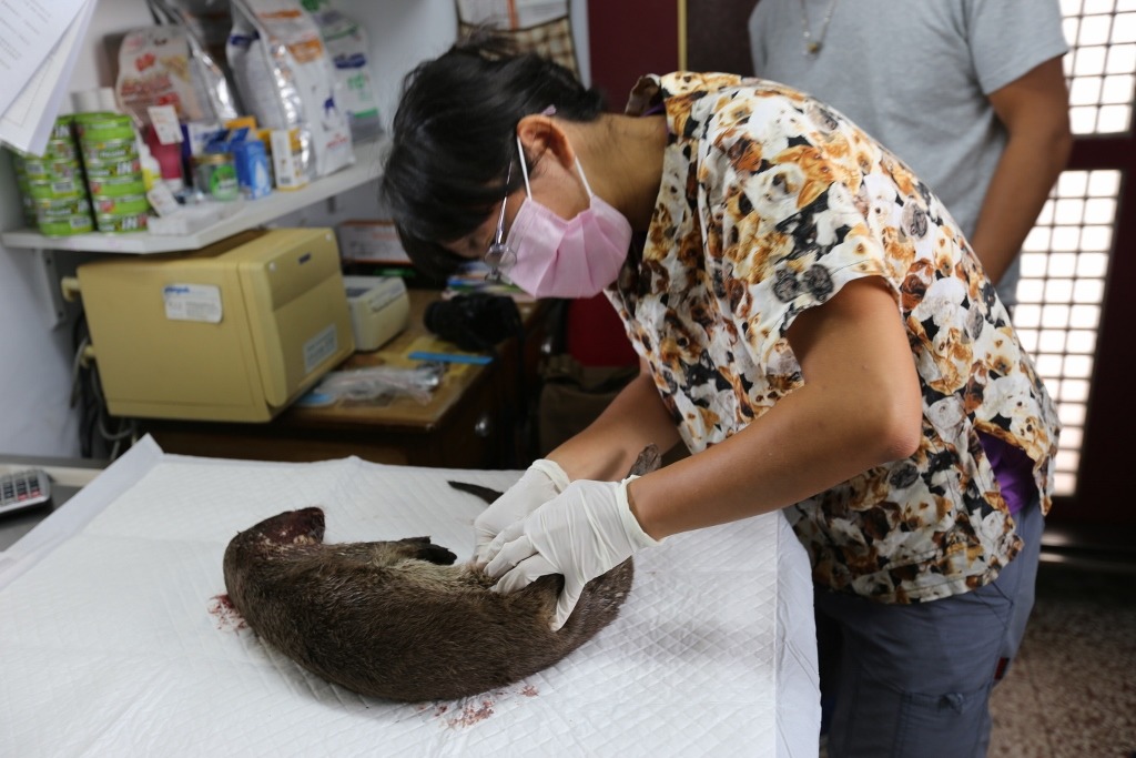 金門縣野生動物救援暨保育協會獸醫王齡敏替水獺檢查。　金門縣政府/提供