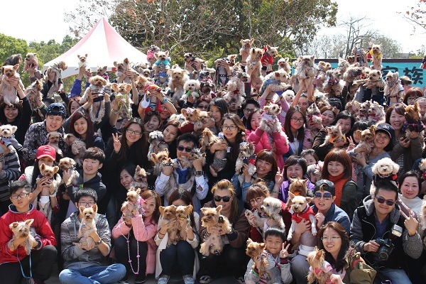 約克夏家族狗聚，聚集了約300位飼主、200隻狗狗，一同宣示對毛孩的愛。　何宜/攝