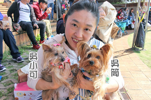 劉金鳳自從養了這兩隻狗狗後，也改變了原本不喜歡動物的公婆的心態，現在公婆可是相當疼愛寶貝牠們的呢！　何宜/攝