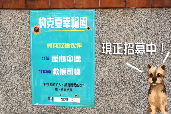 約克夏幸福園正在招募中途志工、及救援司機，若有興趣可以直接聯絡。　何宜/攝
