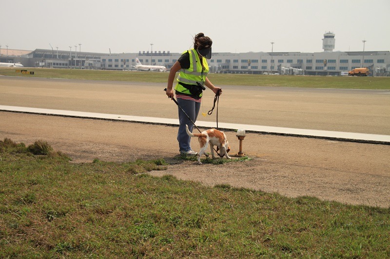 努力嗅聞紅火蟻氣味的火蟻偵測犬，找到火蟻後就會坐下告訴領犬員。 桃園國際機場公司/提供