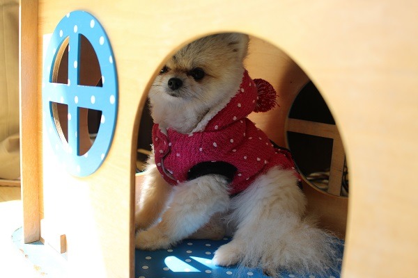 隨著寵物地位的提升與高齡化，日本發展出了寵物安養機構，台灣也即將跟進！（此為示意圖）　何宜/攝