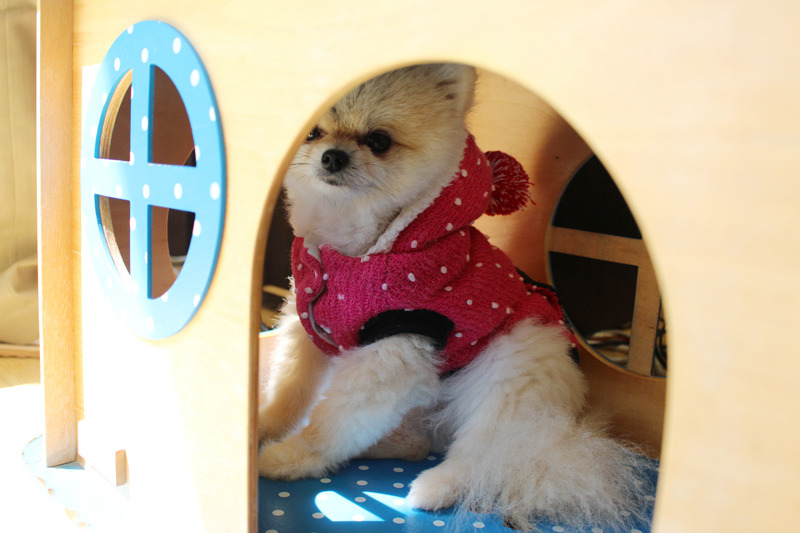 「大家要跟我一樣穿暖暖、待在室內才不會著涼喔！」　台灣動物新聞網資料照（何宜/攝）