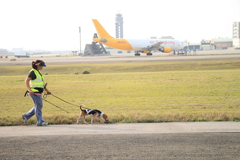 火蟻偵測犬工作的地點較不容易被民眾發現，堪稱幕後英雄！ 桃園國際機場公司/提供