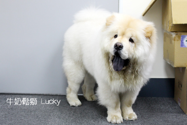 目前才5個月大的鬆獅犬Lucky，體積已經非常龐大！光是洗澡吹乾就要花張瑞雯2個半小時！　何宜/攝