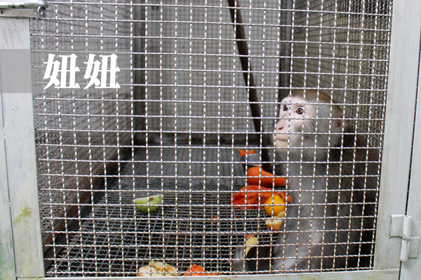 妞妞被通報時還不到1個月大,目前已在動保處住了5年。 何宜/攝