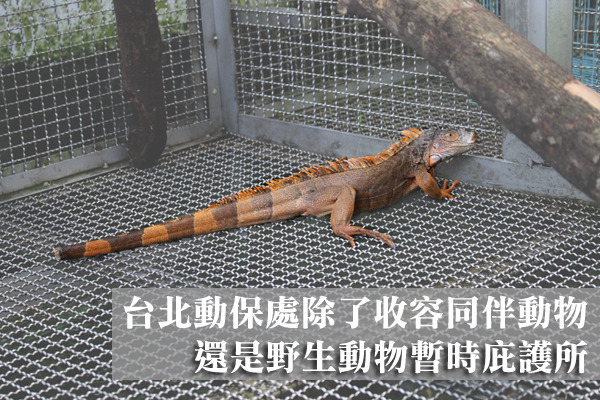 台北市動保處也會接獲消防局、警察局或是民眾通報野生動物的救援。　何宜/攝