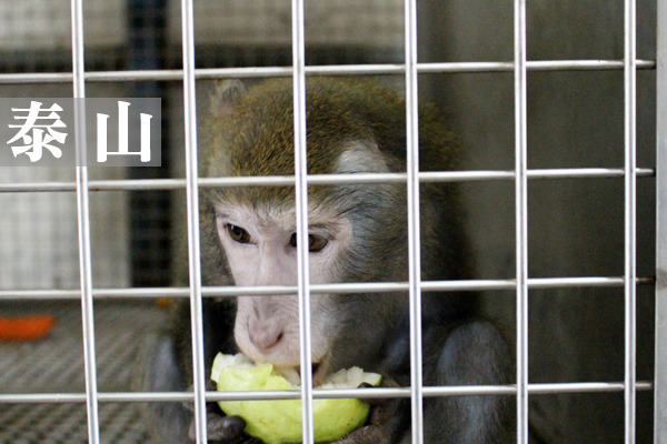 體型消瘦的泰山其實是因為缺乏消化酵素而「吃不胖」。　何宜/攝