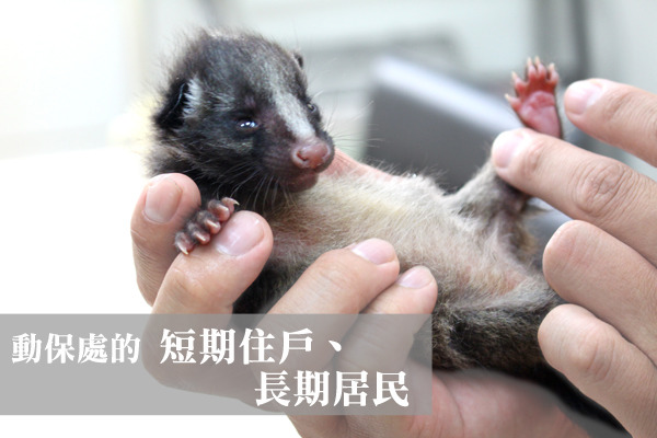 北市動保處員工偶爾得身兼野生動物保母。 何宜/攝