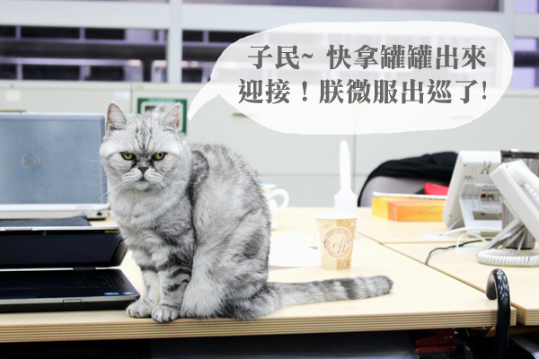 在瑪氏辦公室裡，經常可以看見3隻公司貓漫步在辦公桌上的情景，而同事都相當習以為常，就算當貓咪不小心打翻了咖啡，大家也都不會責罵貓咪。　何宜/攝