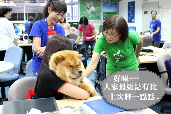 同事養的鬆獅犬體型大的迅速，而招牌瞇瞇眼更是討人喜歡。　何宜/攝