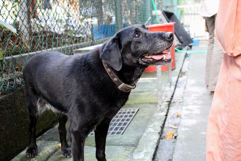 Bailey在7月找寄養家庭時，沒有配對到合適的人選，目前還在等家中！　何宜/攝