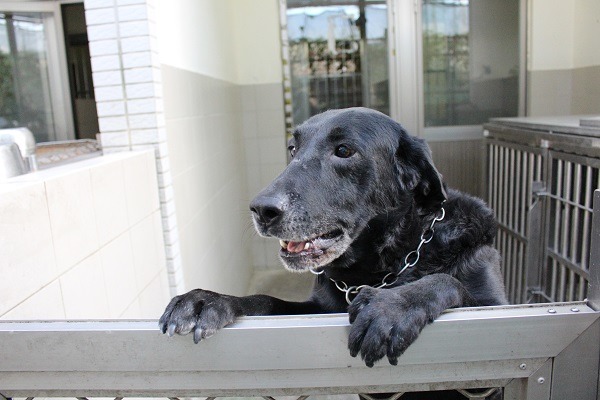 台北市消防局的搜救犬，就算退休後也不用煩惱了！　台灣動物新聞網資料照，何宜/攝