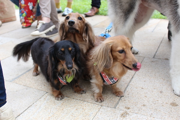除了志工熱心幫忙外，現場也有許多俏皮又乖巧可愛、吸睛度百分百的寵物。   何宜/攝