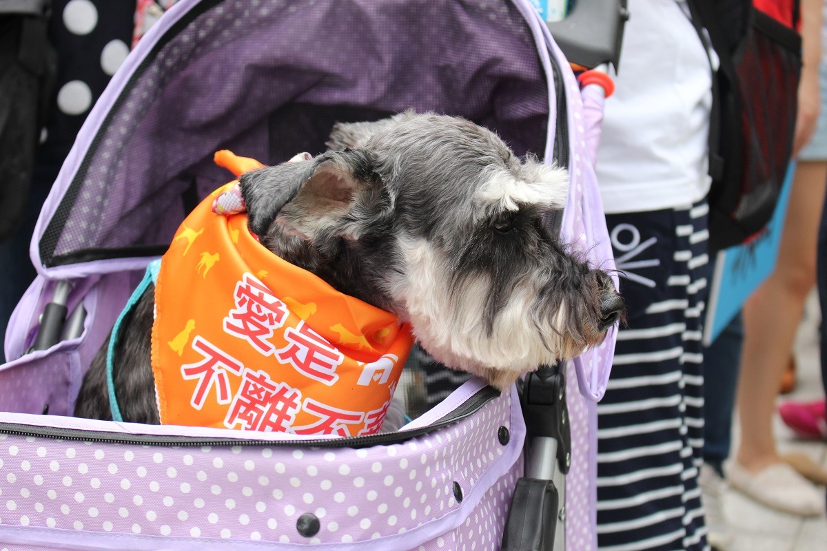 如果所有飼主都能做到4點配套，或許零撲殺再也不會是流浪動物的夢魘，也希望透過每一個人的影響力，讓沒有用網路的人也能得知這個訊息。　資料照（何宜/攝）